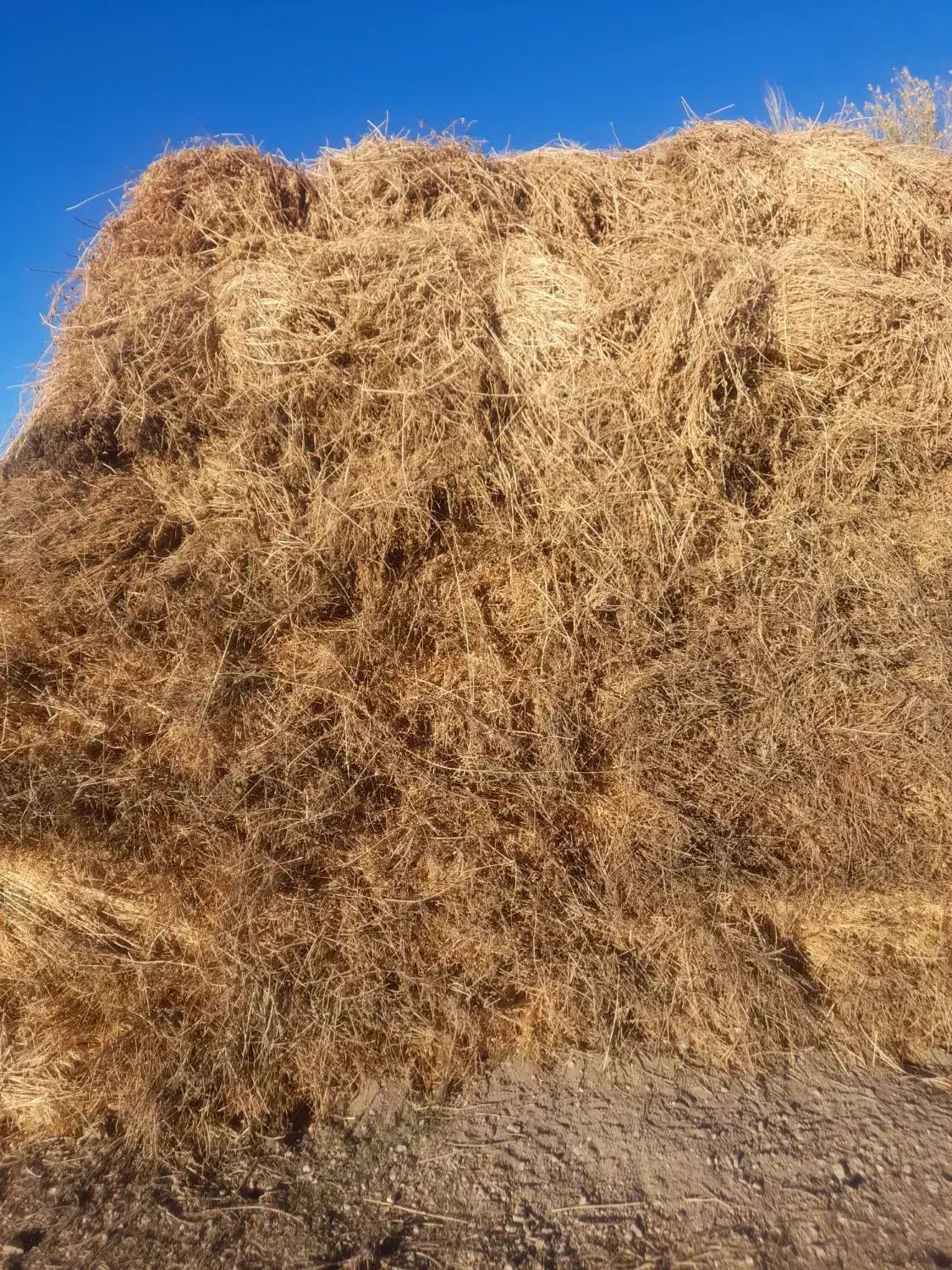 یونجه|عمده‌فروشی|مرادلو, |دیوار