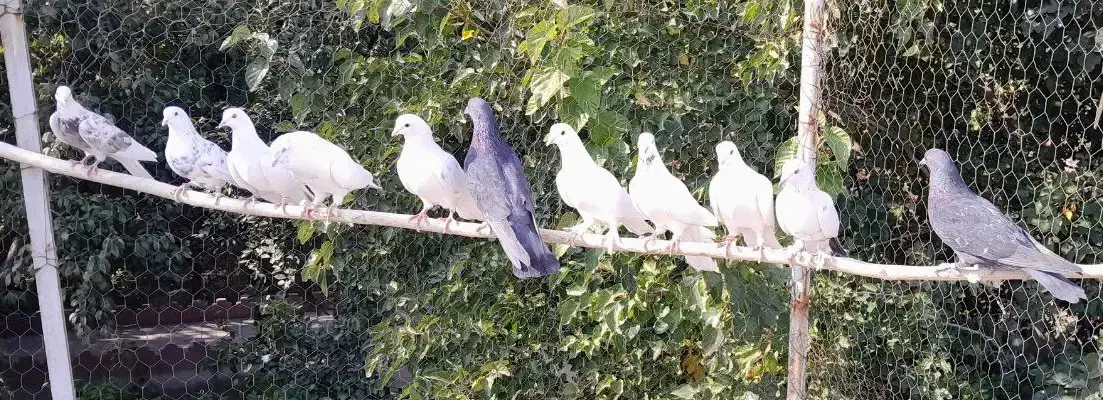 کفتر با اصالت|پرنده|کرج, عظیمیه|دیوار