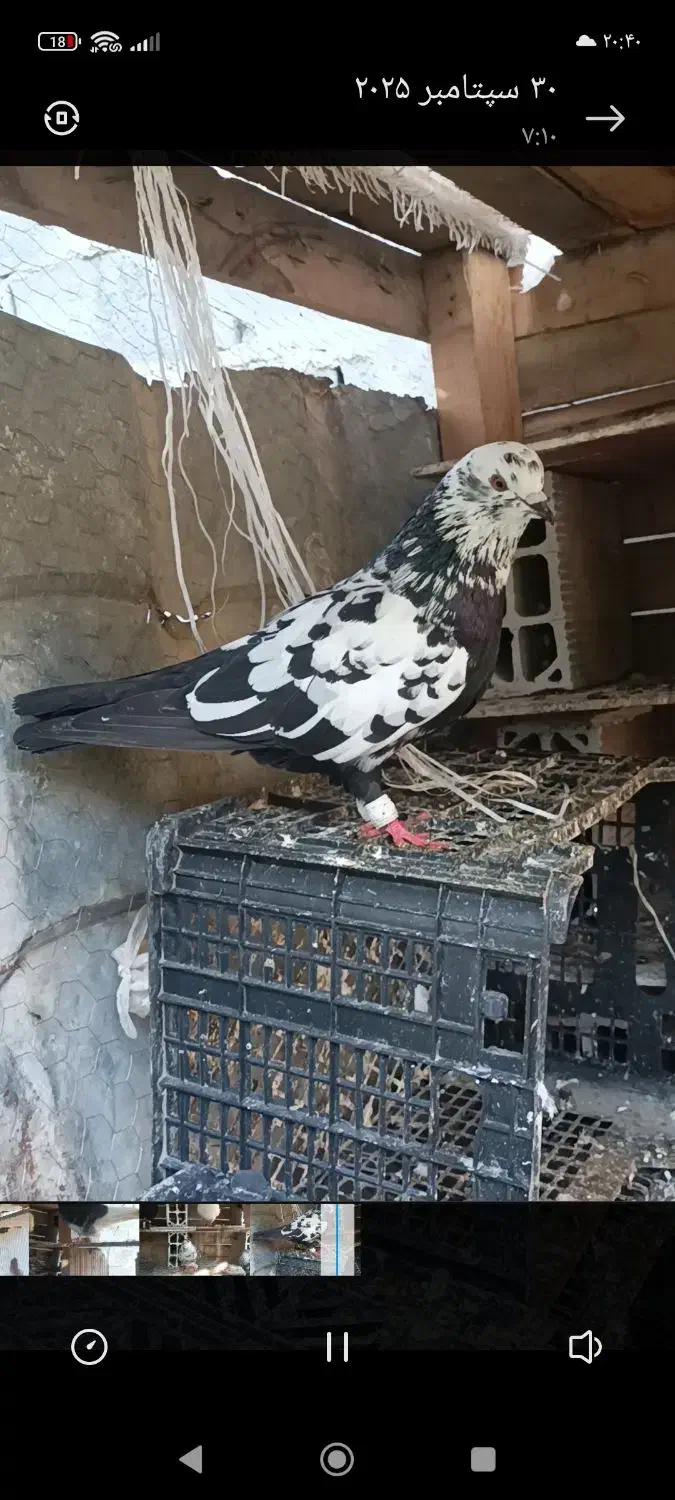 کبوتر|پرنده|سیجوال, |دیوار