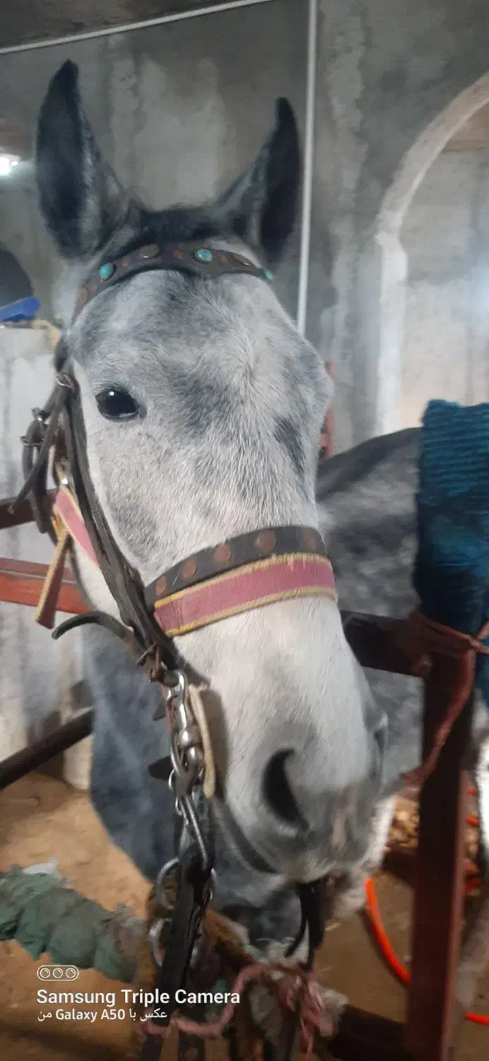 اسب مادیان|اسب و تجهیزات اسب‌سواری|مشگین شهر, |دیوار