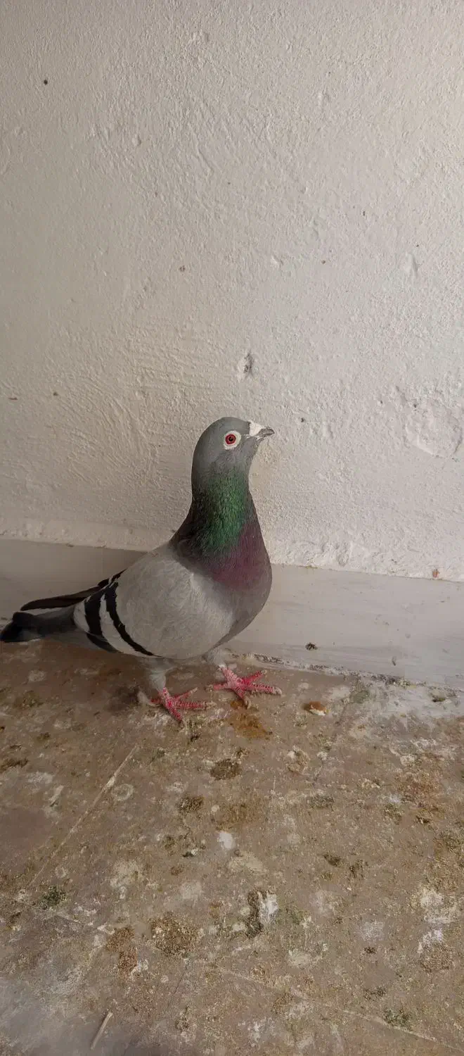 سبز آلمانی مست درشت|پرنده|قرچک, شهرک مهستان|دیوار