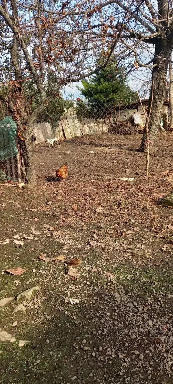 فروش منزل مسکونی ویلایی دوبلکس ۱۳۰ متری|فروش خانه و ویلا|رضوانشهر, |دیوار