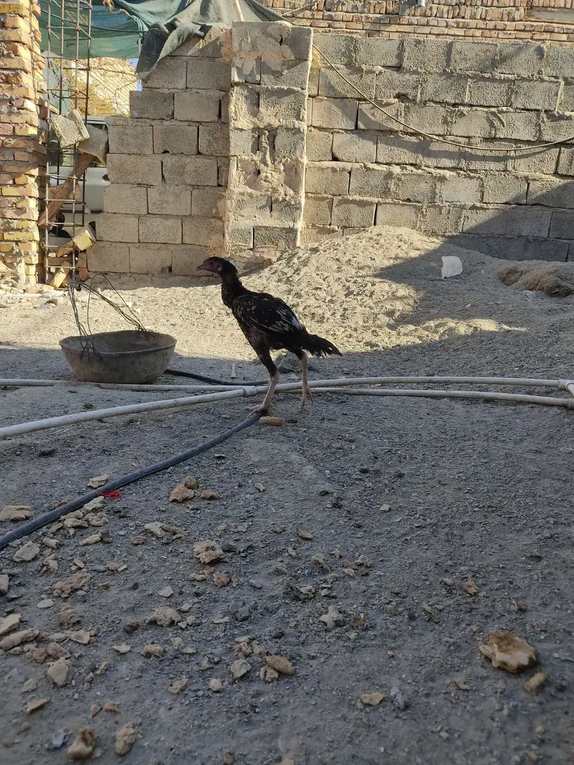 جوجه خروس لاری اصیل|حیوانات مزرعه|سراوان, |دیوار