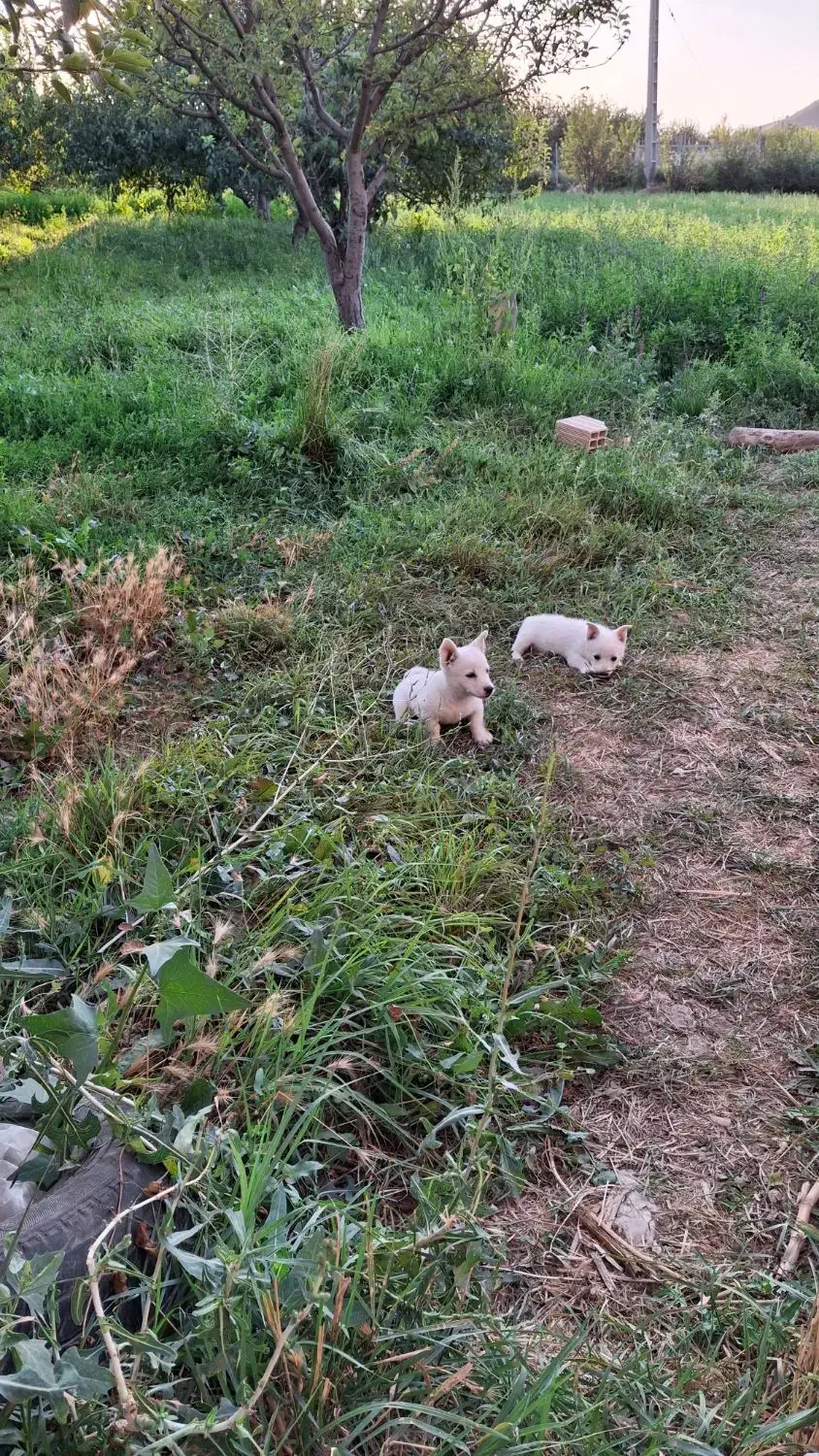 سگ پا کوتاه|سگ|اهر, |دیوار