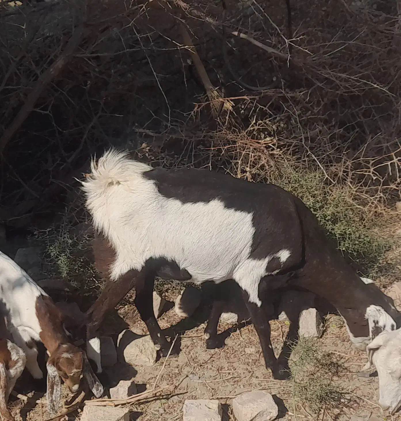 فروش دوبز و دو کهره و یک گیسه|حیوانات مزرعه|نگین کویر, |دیوار