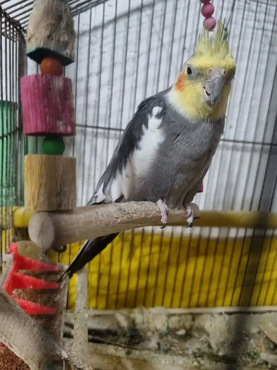 پرنده‌(عروس‌هلندی)|پرنده|طبقده, |دیوار