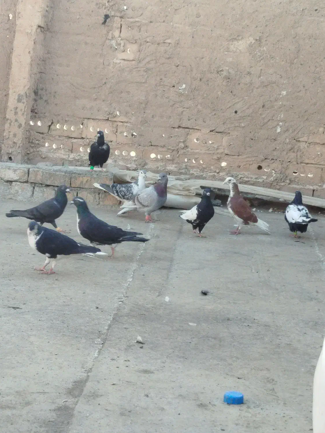 کفتر|پرنده|زاوه, |دیوار