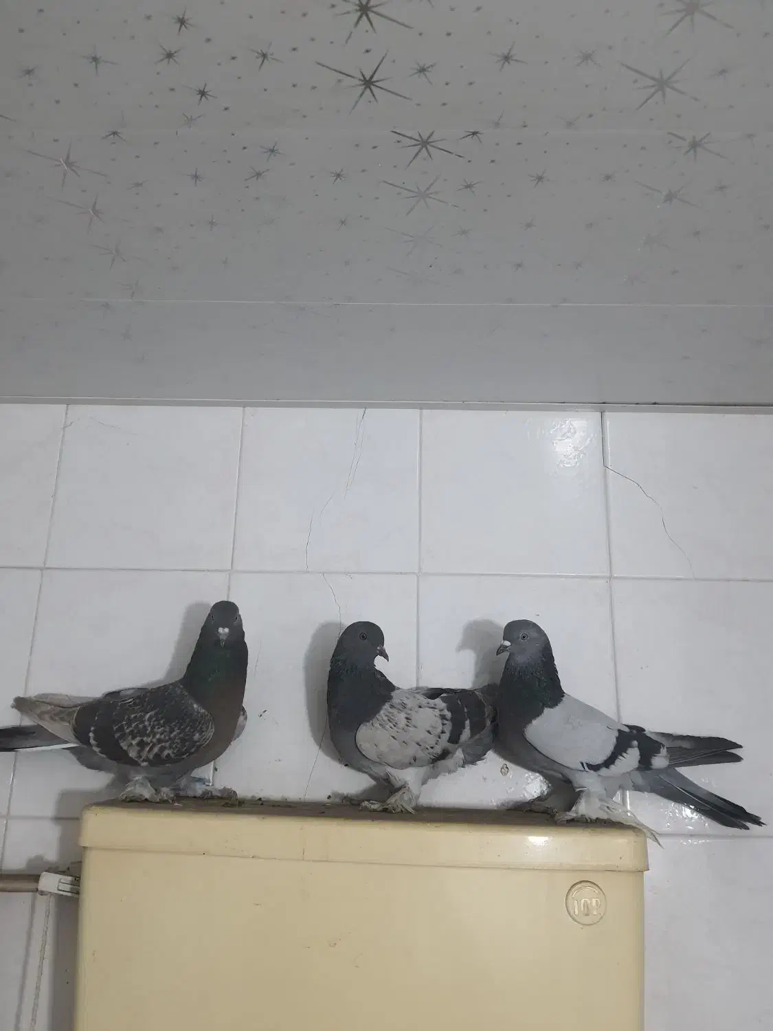 کبوتر سبز بهبهانی|پرنده|شیراز, کیان شهر|دیوار