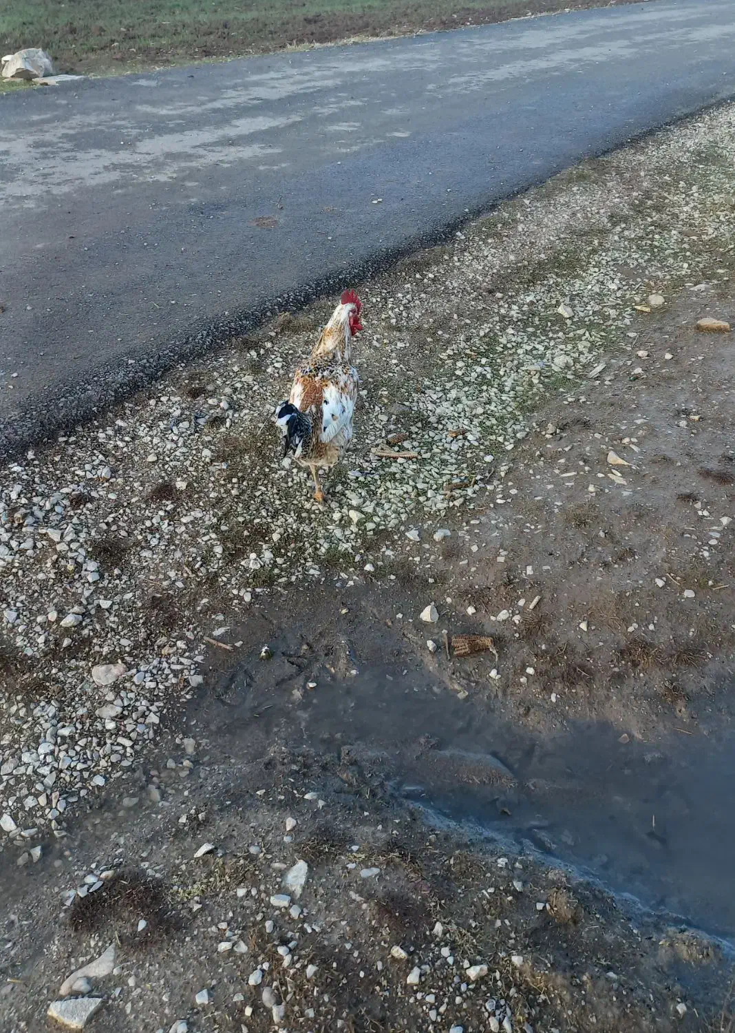 دوعدد خروس کردی|حیوانات مزرعه|ماهیدشت, |دیوار