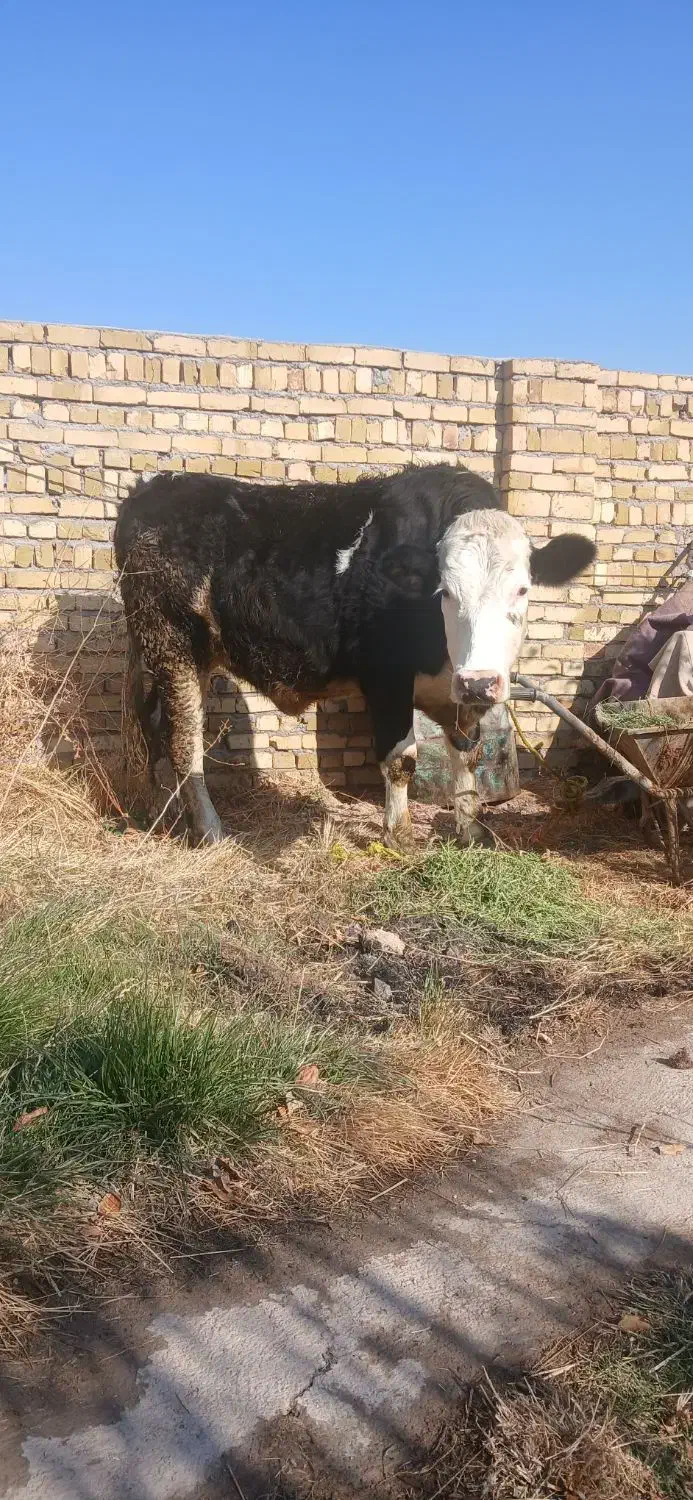 گوساله سیمنتال ماده|حیوانات مزرعه|سجاس رود, |دیوار