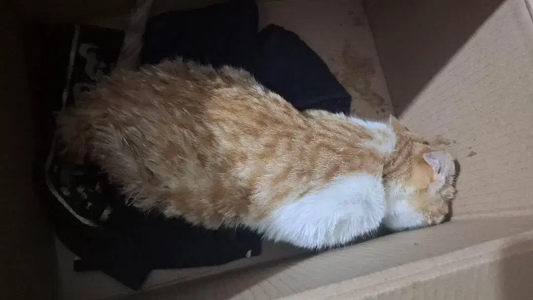 گربه|گربه|زابل, |دیوار