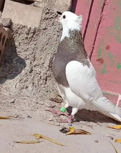 قرمزی کلفه  پیس ککیل مایا|پرنده|ویلکیج, |دیوار