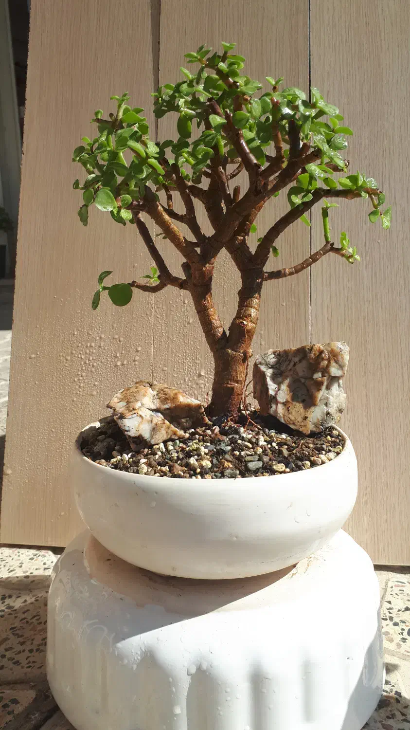 بونسای  درختچه خرفه یا جید بن سای|گل و گیاه طبیعی|کرمانشاه, |دیوار