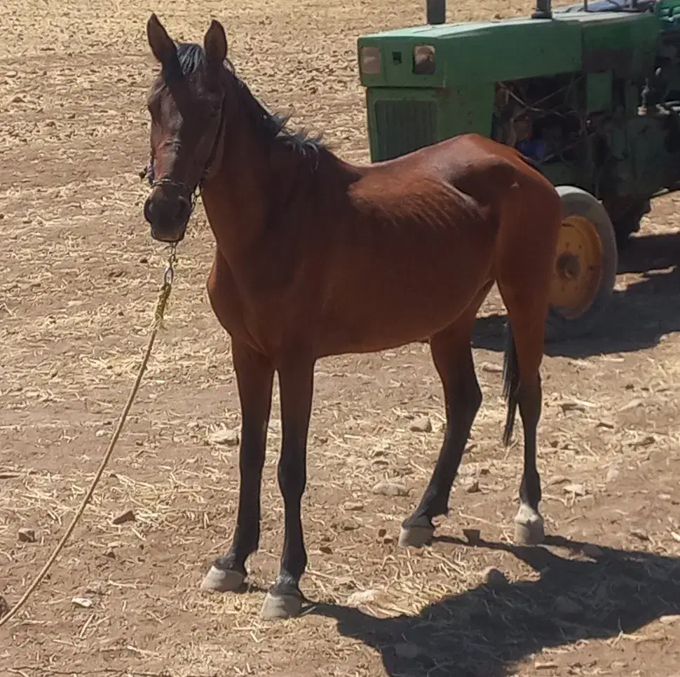 مادیون|اسب و تجهیزات اسب‌سواری|خرم‌آباد, |دیوار