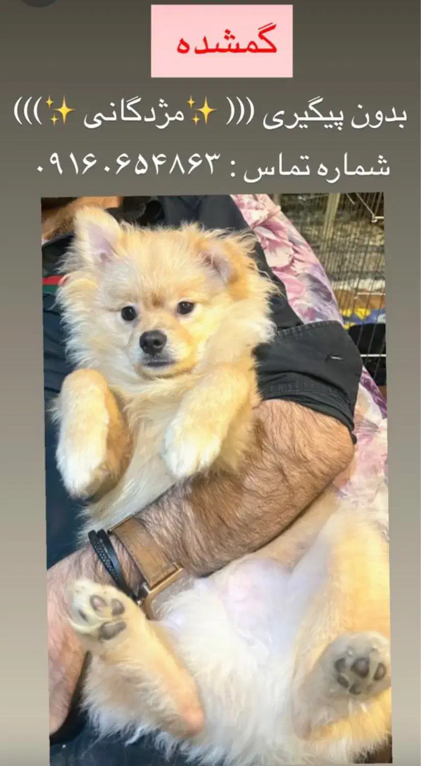 سگ‌ گمشده|حیوانات|اهواز, کیانپارس |دیوار