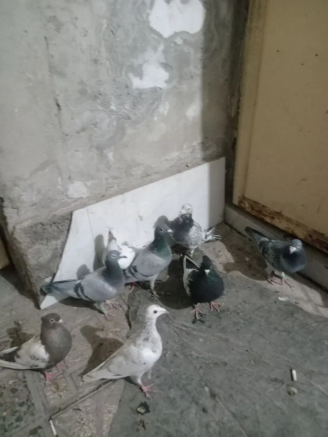 کفبوتر|پرنده|مشهد, شهید قربانی|دیوار