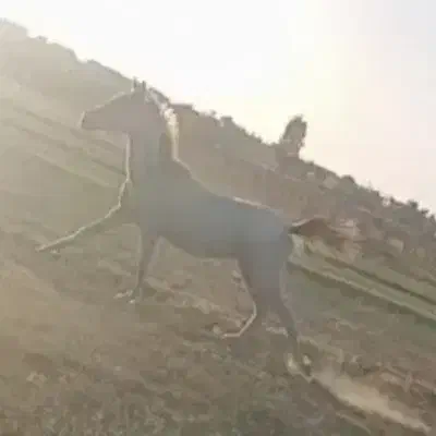 اسب|اسب و تجهیزات اسبسواری|میاندوآب, |دیوار