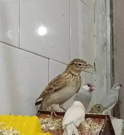 سهره|پرنده|ساوه, |دیوار