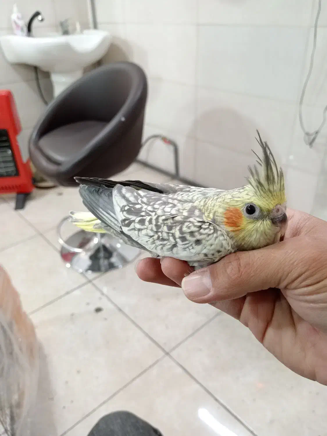 جوجه عروس هلندی|پرنده|تهران, خاک سفید|دیوار