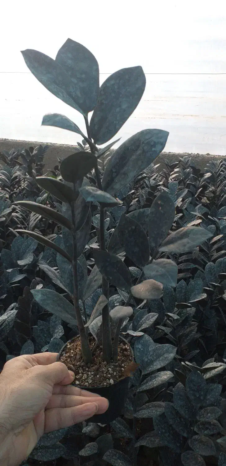 فروش عمده زاموفیلیا بلک|گل و گیاه طبیعی|قائمشهر, |دیوار