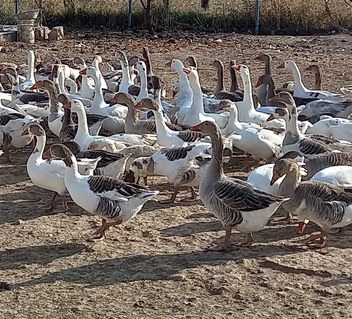 غاز محلی دو ساله و سه ساله|حیوانات مزرعه|ارومیه, |دیوار