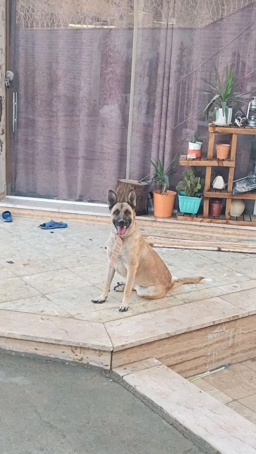 مالینویز ماده|سگ|پیر بکران, |دیوار