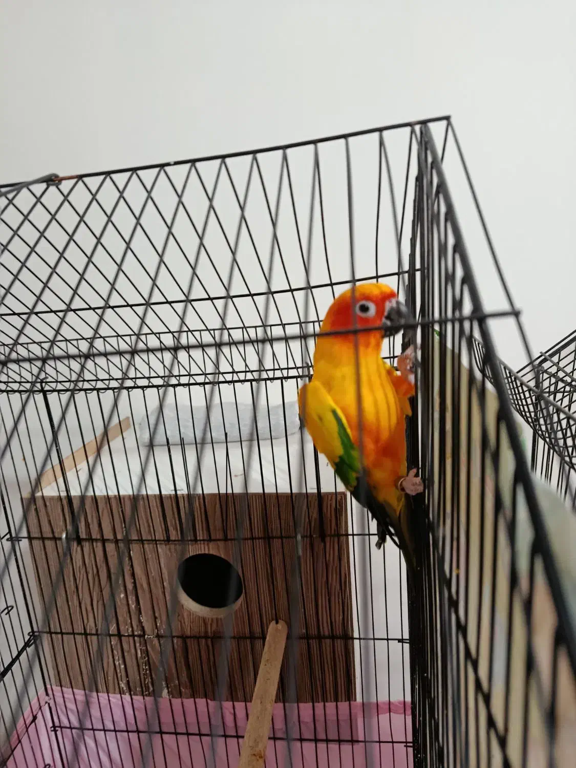 یک جفت خورشیدی مولد|پرنده|ارومیه, |دیوار