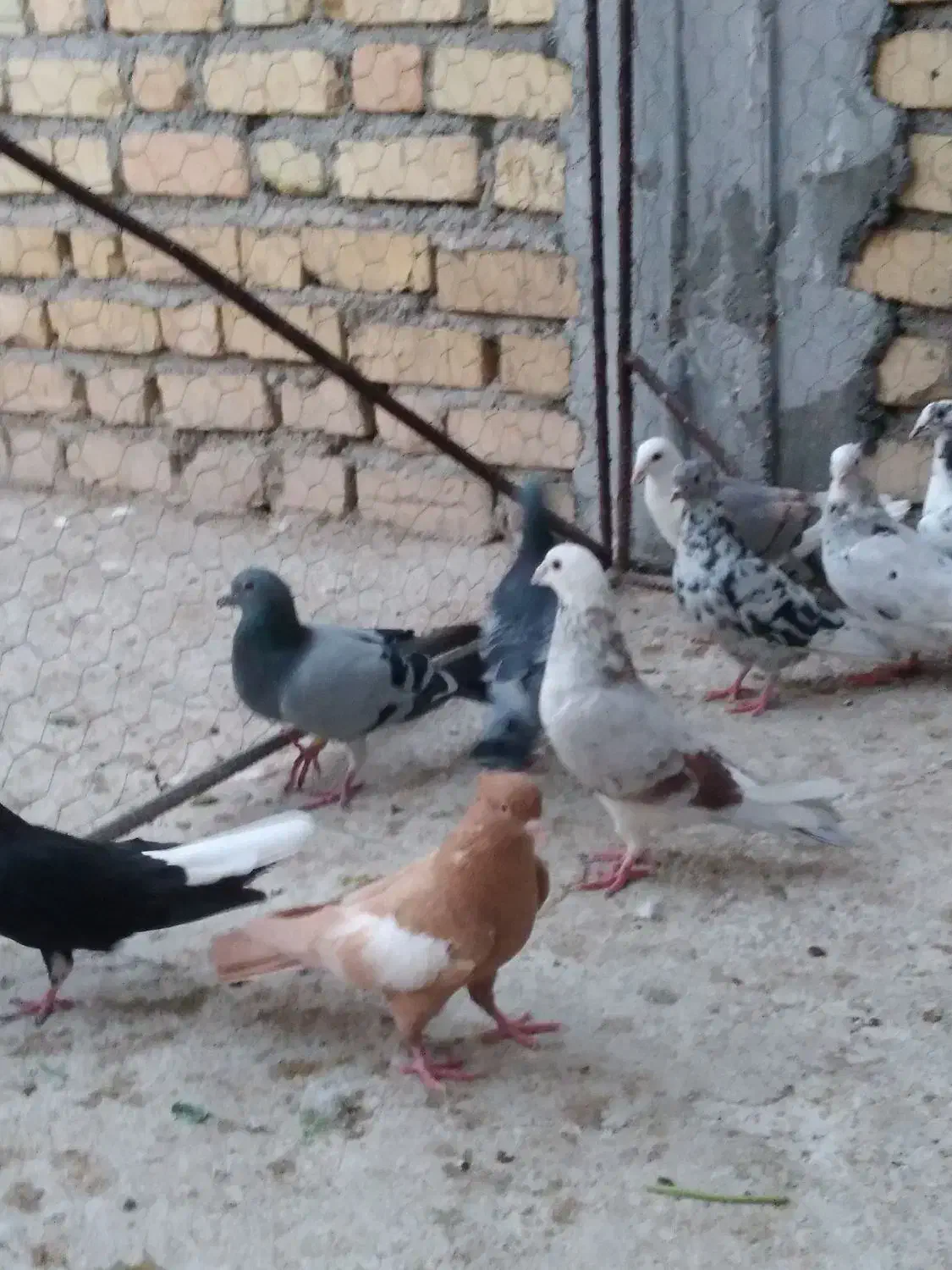 کبوتر بهبهونی شهری|پرنده|شیراز, دروازه اصفهان|دیوار