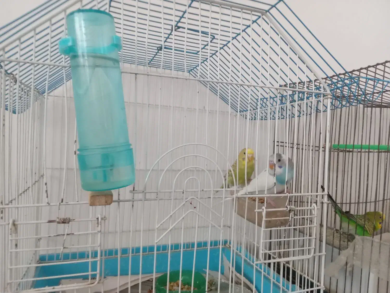 مرغ‌عشق|پرنده|میاندوآب, |دیوار