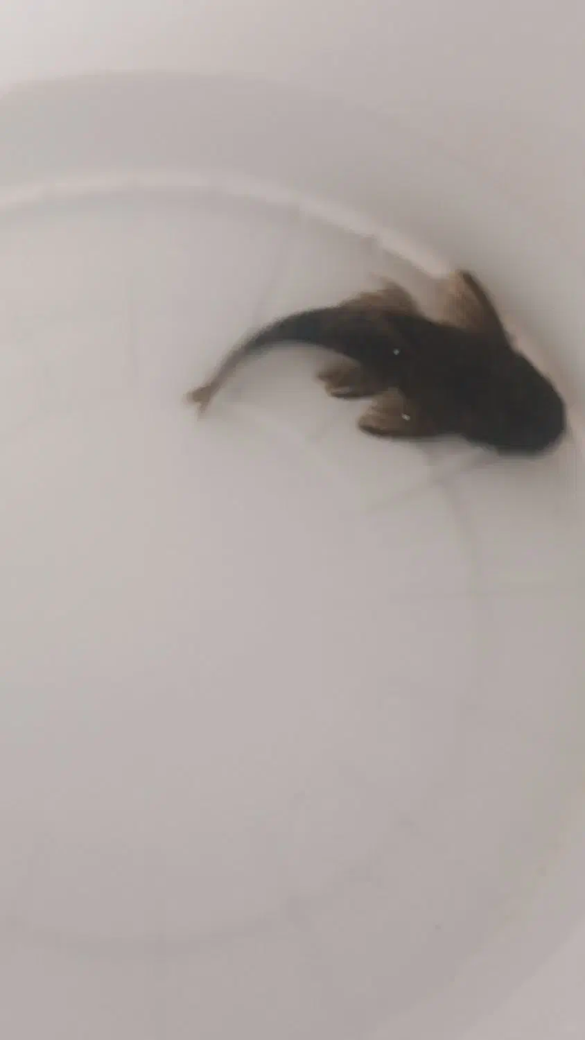 لجن خوار بزرگ|ماهی|زنجان, |دیوار