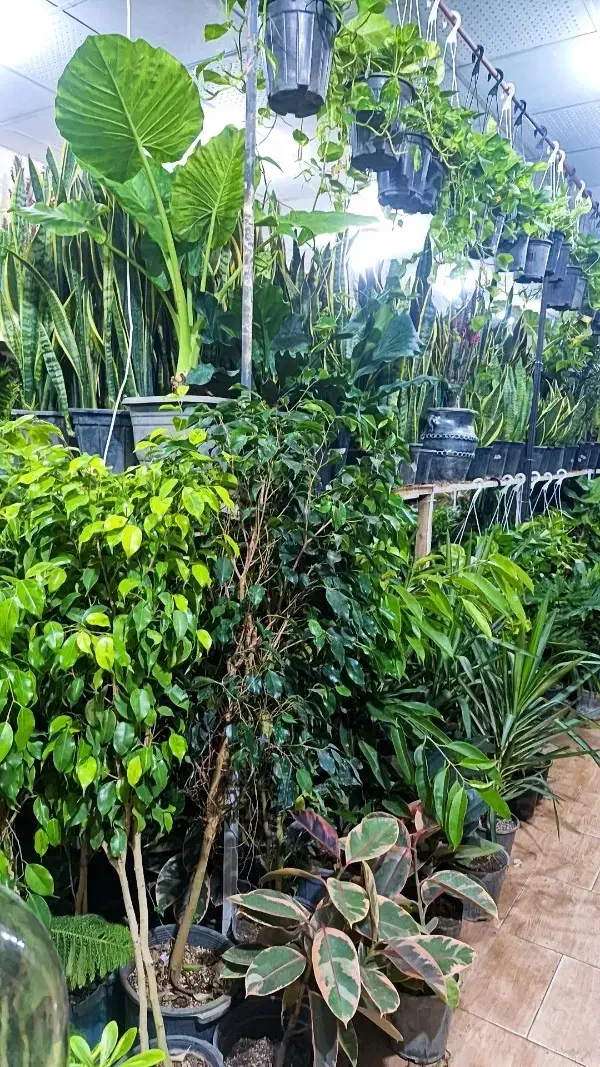 گلسرای مریم بانو بار جدید رسید۱۰درصد|گل و گیاه طبیعی|بیرجند, |دیوار