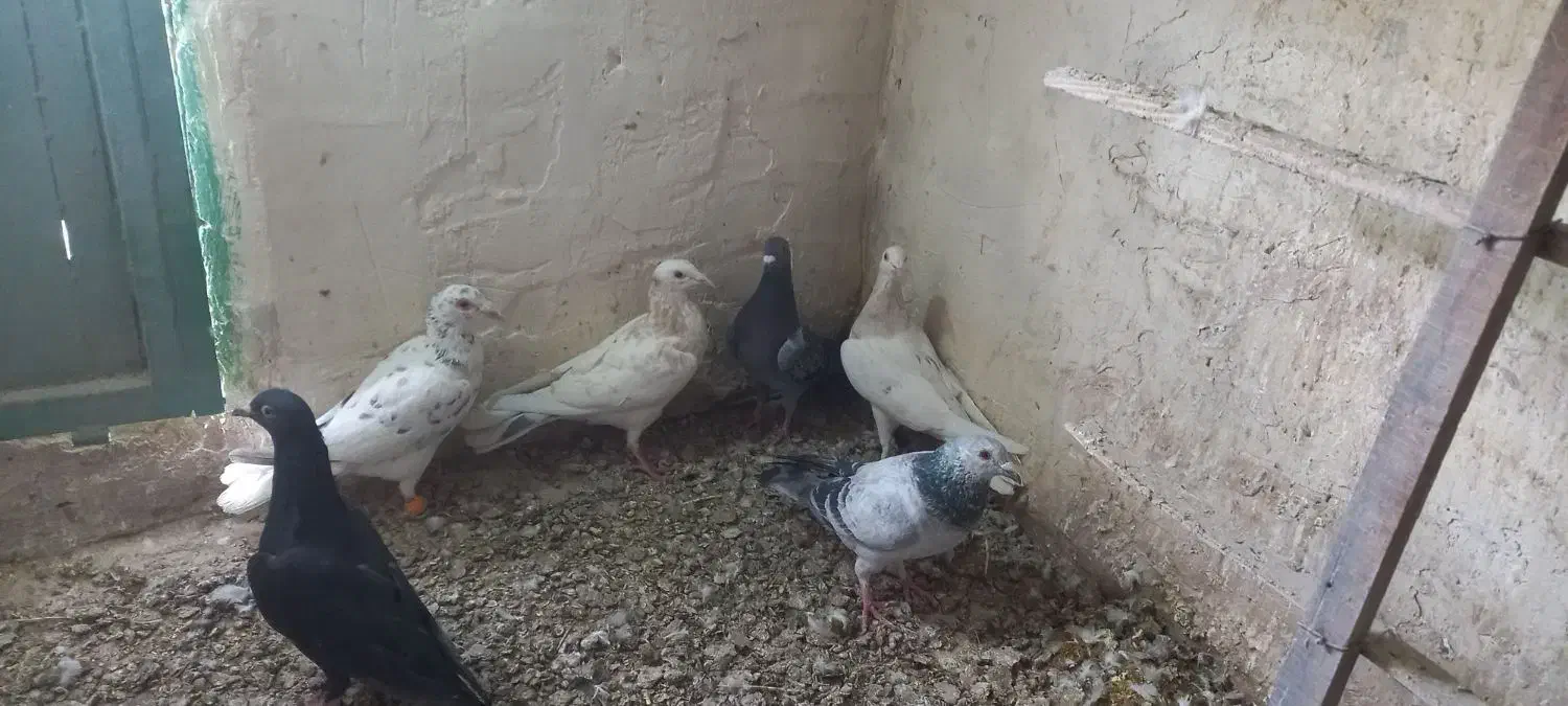 هشت عدد کبوتر هم پرشی هم جفتی همه گرفتنی|پرنده|دشتابی, |دیوار