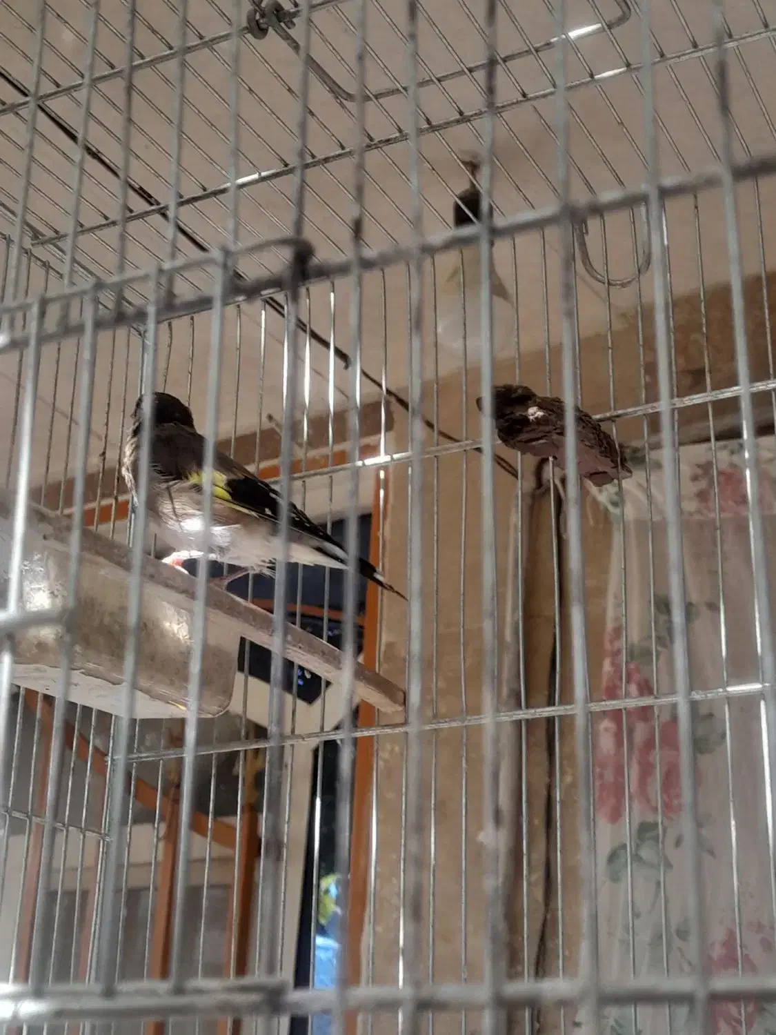 جوجه سهره نر وماده قفسی|پرنده|نهاوند, |دیوار