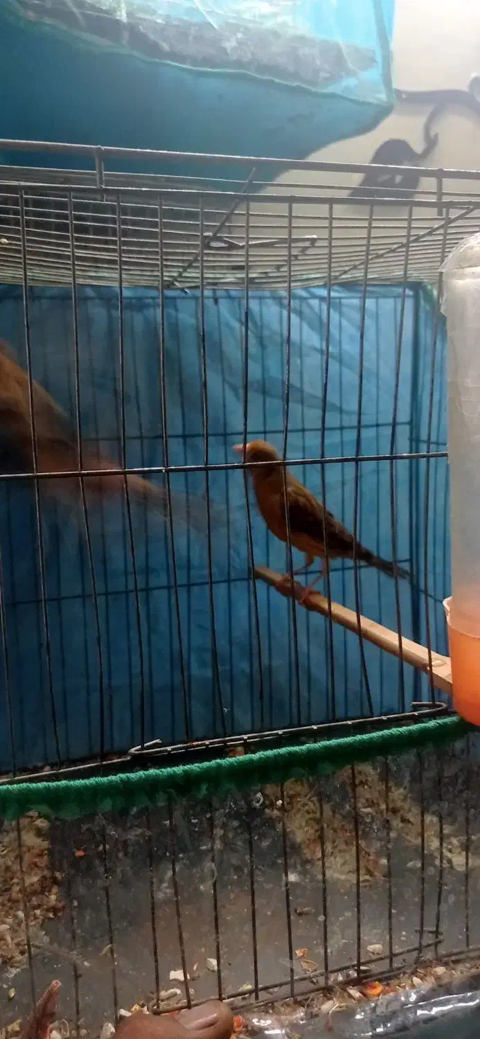 جفت تو سرخ|پرنده|کرمان, |دیوار