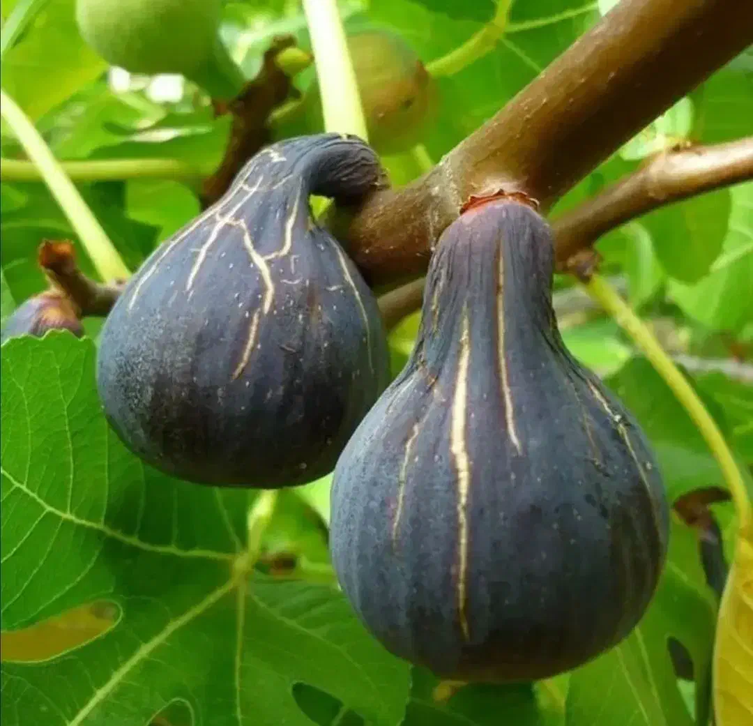 نهال انجیر|گل و گیاه طبیعی|شیراز, ابیوردی|دیوار