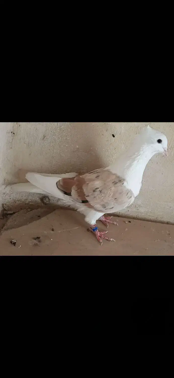 نر درجه یک|پرنده|بیرانوند, |دیوار