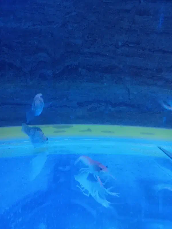 میگو لابستر قرمز|ماهی|شاهین دژ, |دیوار