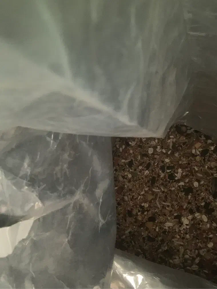 خوراک طوطی عروس هلندی|لوازم جانبی حیوانات|سبزوار, ابارش|دیوار