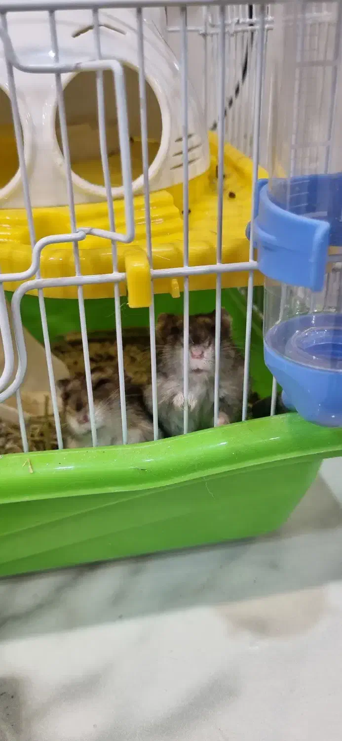 همستر مینیاتوری|موش و خرگوش|اصفهان, جلفا|دیوار