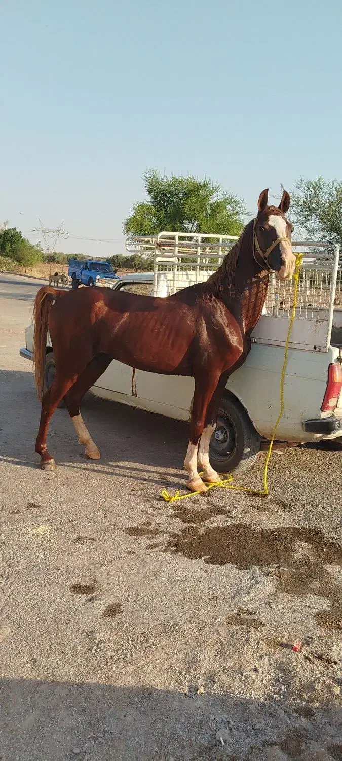 نریون|اسب و تجهیزات اسبسواری|دزفول, |دیوار