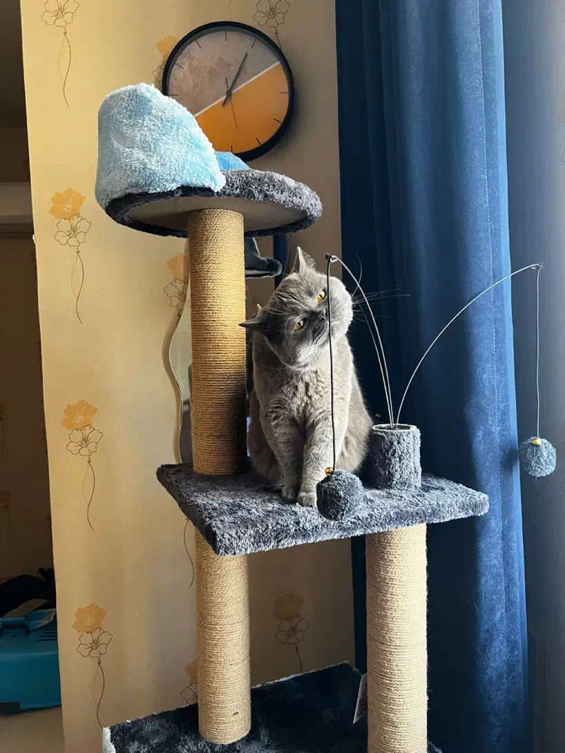 اسکرچر گربه|لوازم جانبی حیوانات|مشهد, آبکوه|دیوار