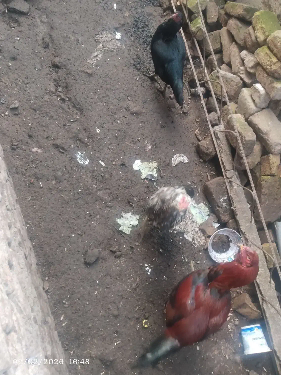 مرغ و خروس لاری|حیوانات مزرعه|نگین شهر, |دیوار