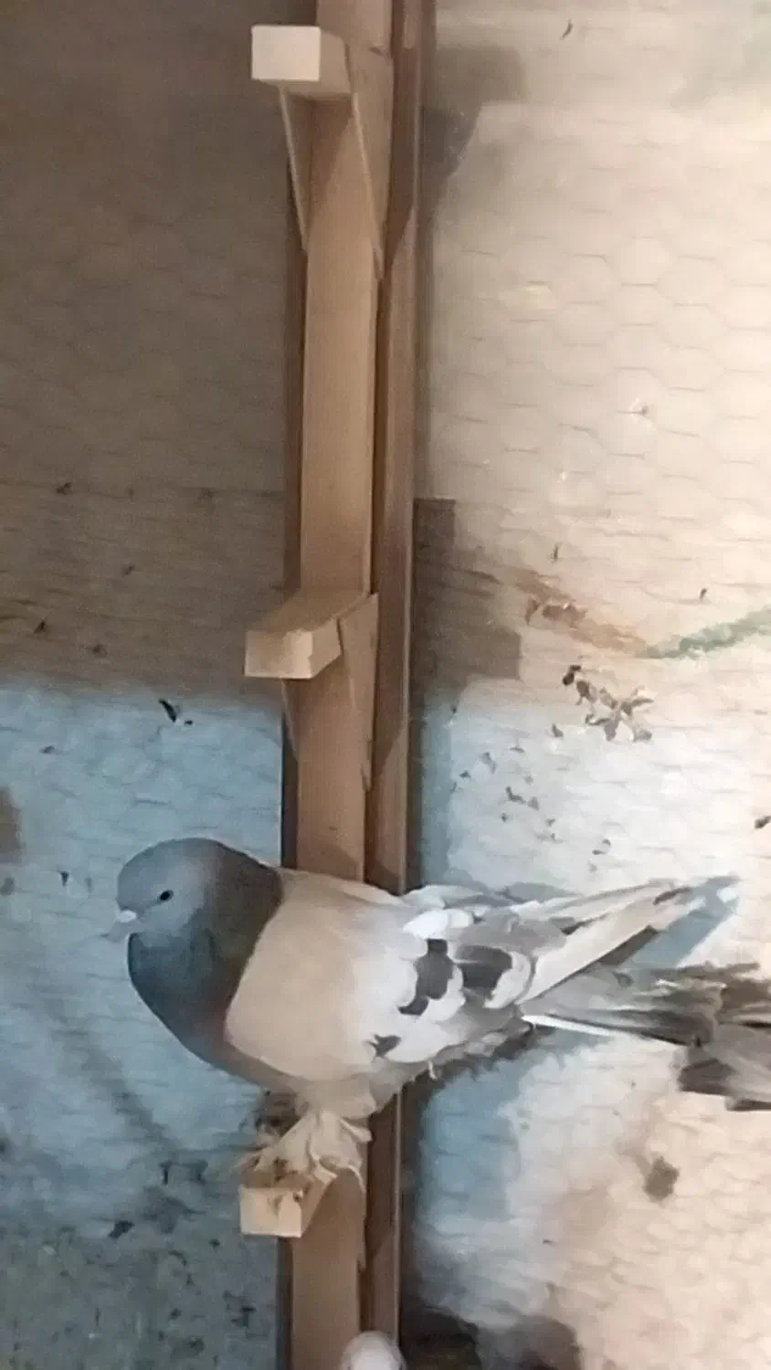 قره سیاه سوسنی|پرنده|شیراز, سعدیه شمالی|دیوار