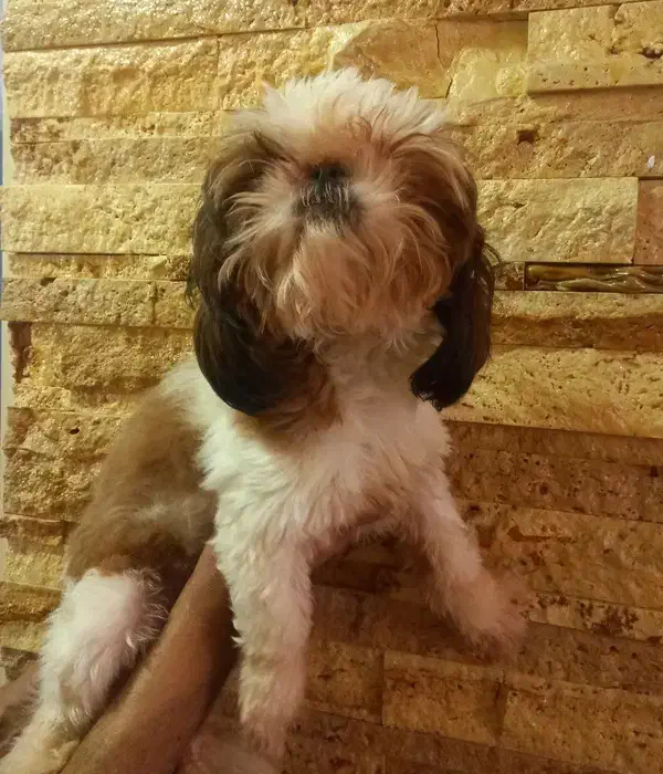 شیتزو ماده -  صورتش سوپر فلت -  با قیمت مناسب|سگ|پردیس, فاز ۳|دیوار