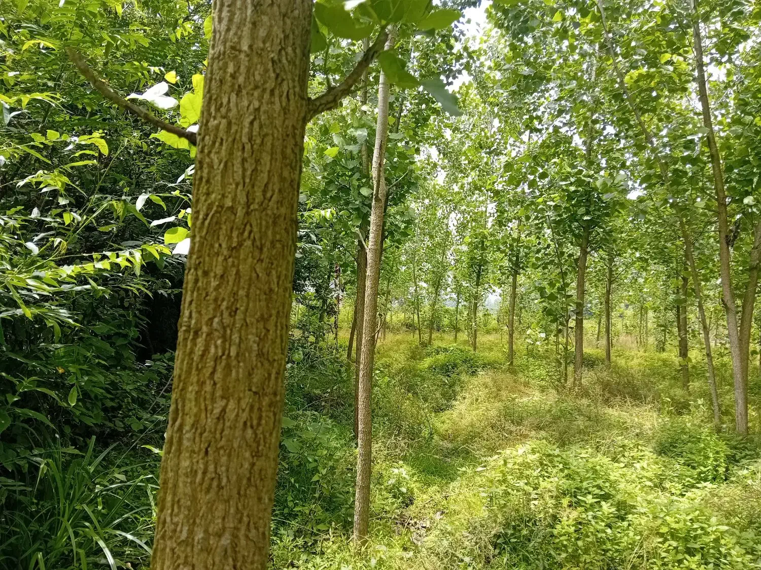 ۲۰۰۰متر زمین باغی با ۳۰۰ صنوبر ۴ساله|فروش زمین و ملک کلنگی|احمدسرگوراب, |دیوار