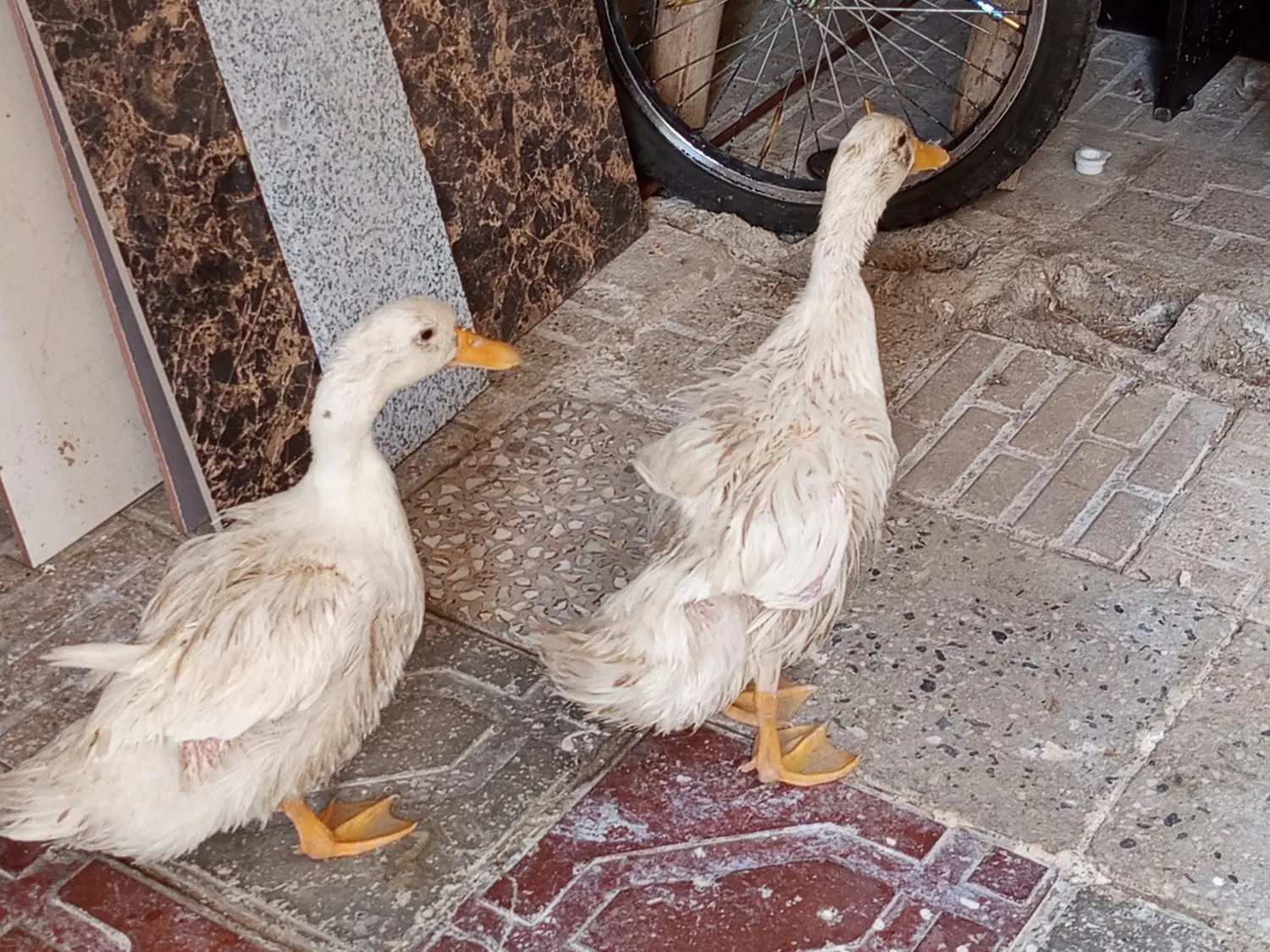 اردک|حیوانات مزرعه|کرمانشاه, |دیوار