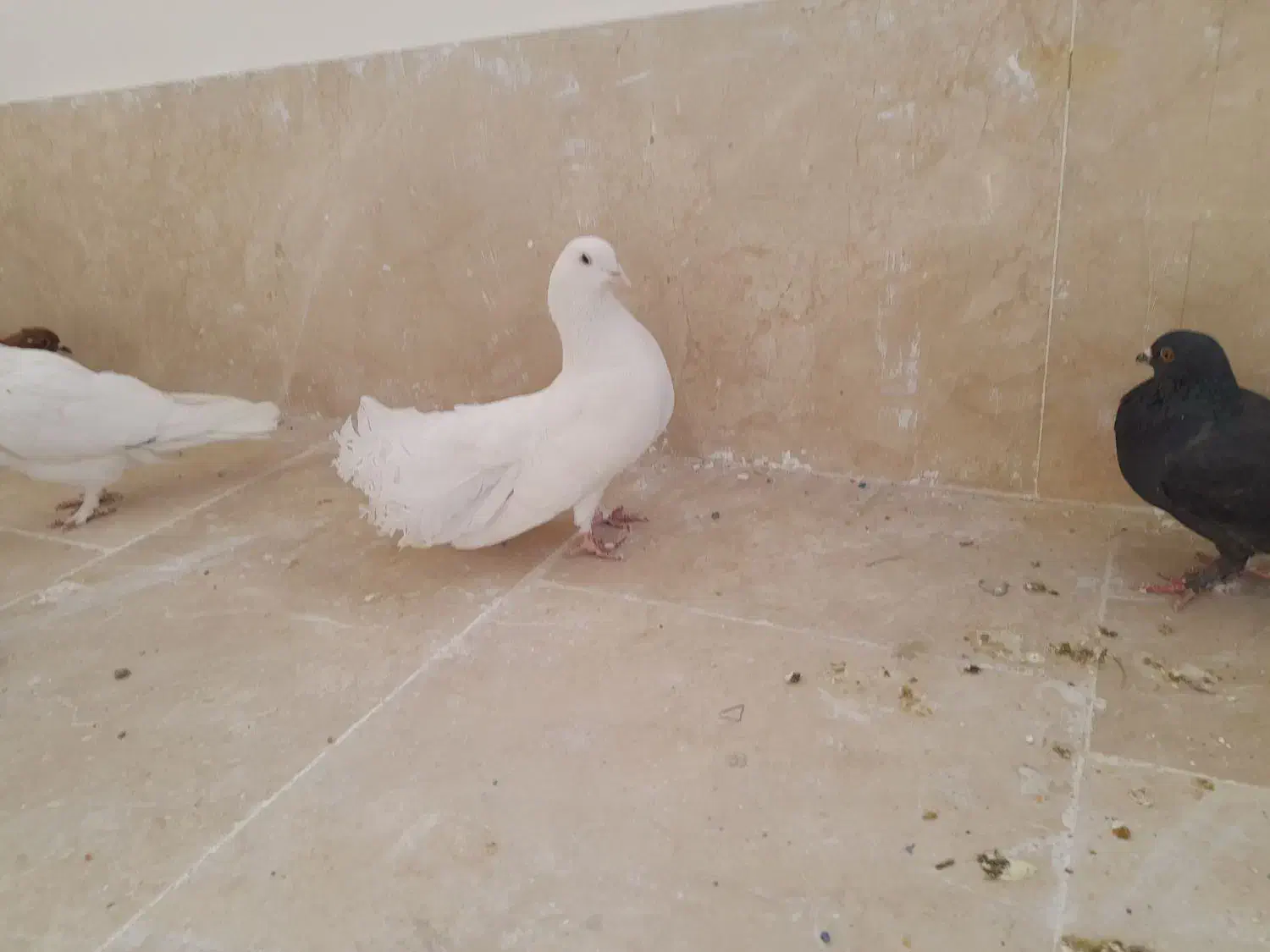 کبوتر پرشی|پرنده|گلبهار, شهر جدید گلبهار|دیوار