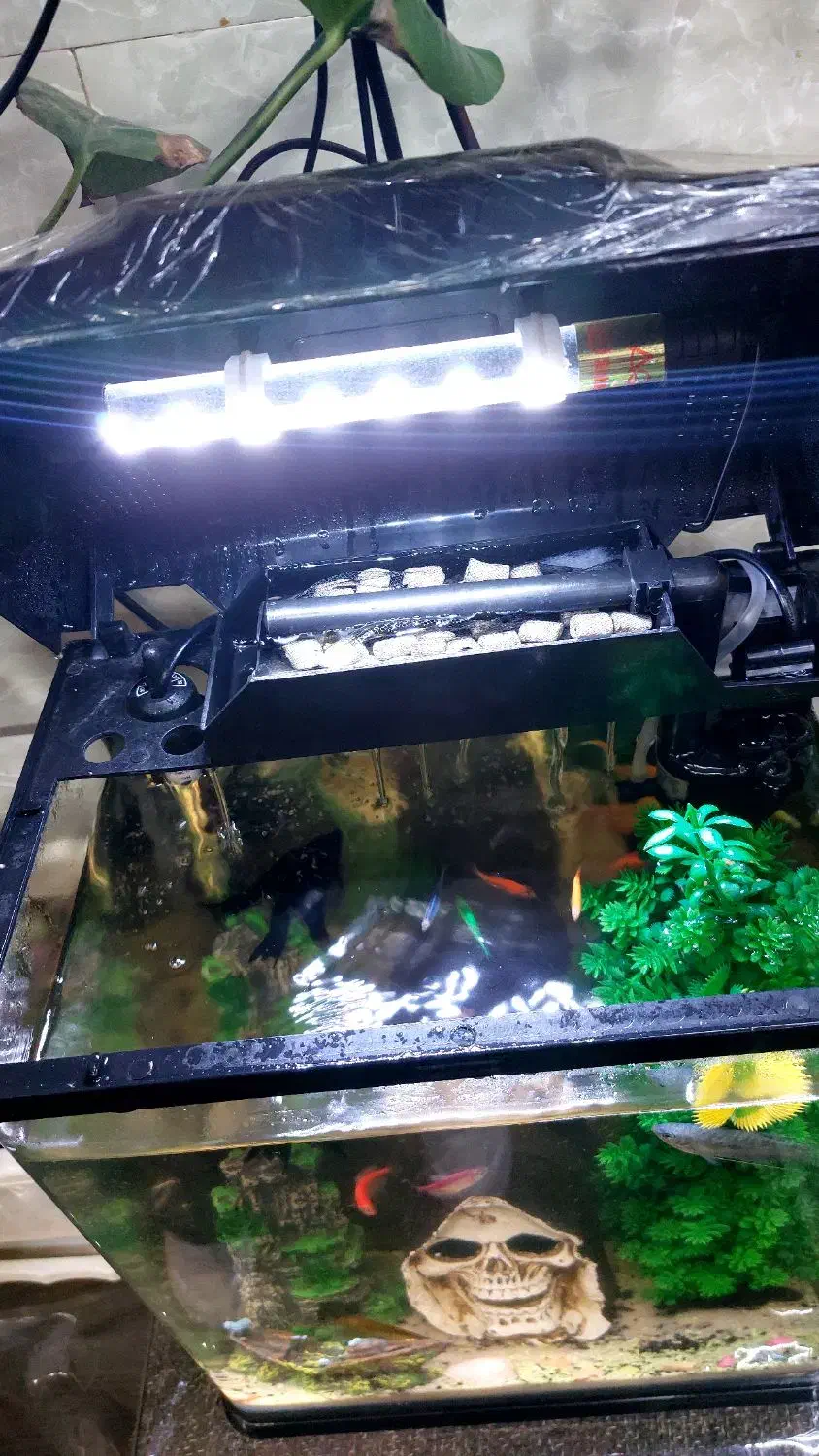 آکواریوم رو میزی شیشه خم|ماهی|محمدبار, |دیوار