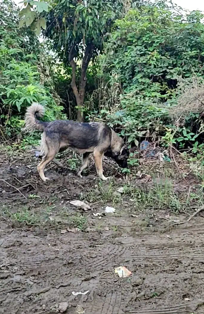 واگذاری سگ سرابی یک سال نیم ماده توظیحات بخون|سگ|املش, |دیوار