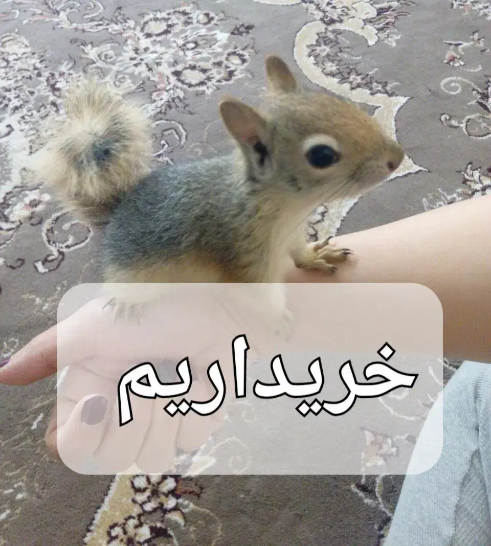 موش و خرگوش|موش و خرگوش|دزفول, |دیوار
